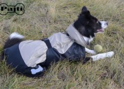 Pajti kutyafekhely és kutyalépcső | Egyedileg gyártott kutyafekhelyek, kutyalépcsők, komfortos kiegészítők széles méret és színválasztékban.​